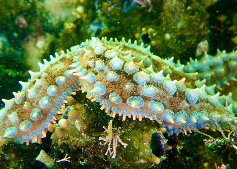 Snorkel Cape Town's Stunning Tidal Pools image 18