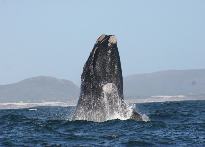 Marine Big 5 Tour Gansbaai image 6