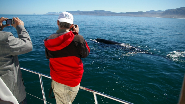 Hermanus Whale Watching with Southern Right Charters image 2