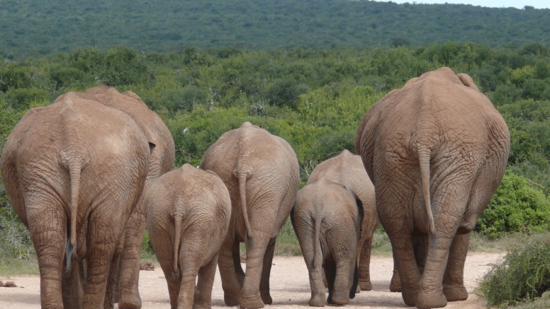 Addo Elephant Nat Park Game Drive image 1