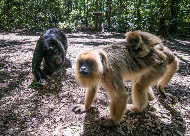 Monkeyland and Birds of Eden image 3