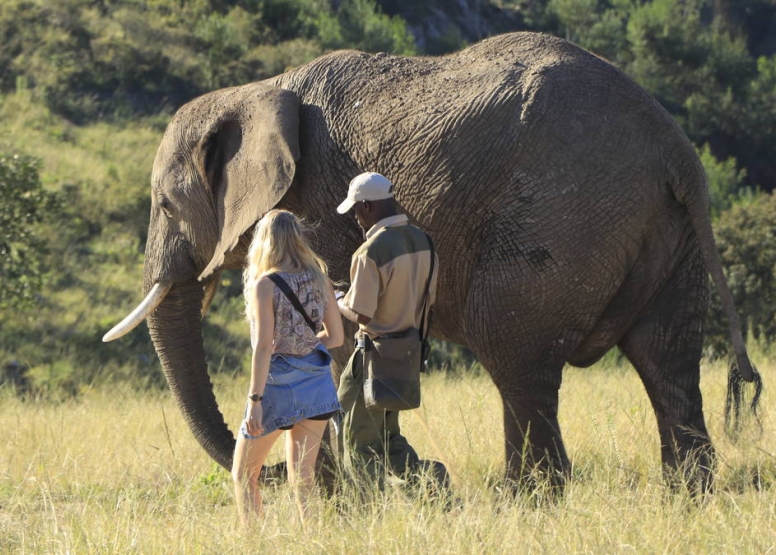 Morning Elephant Walk image 1