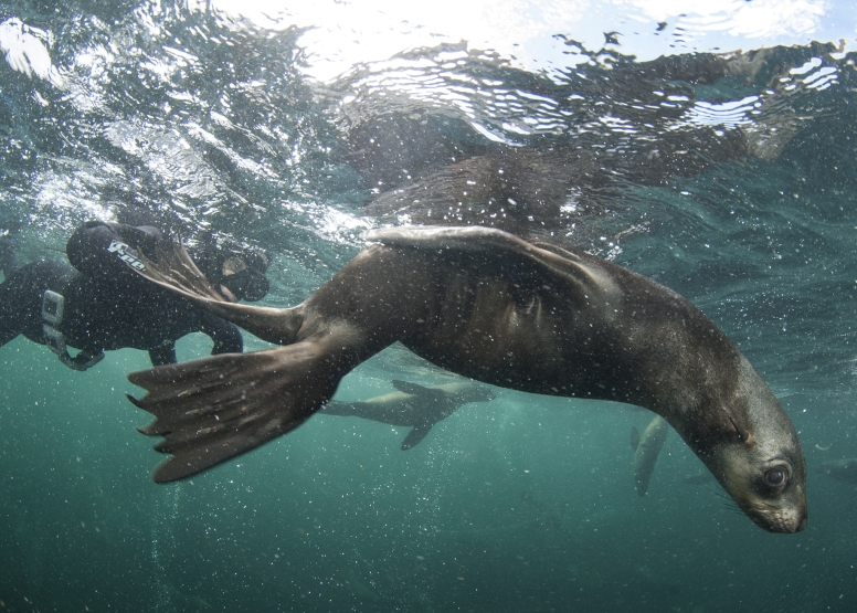 Swim with Seals image 15