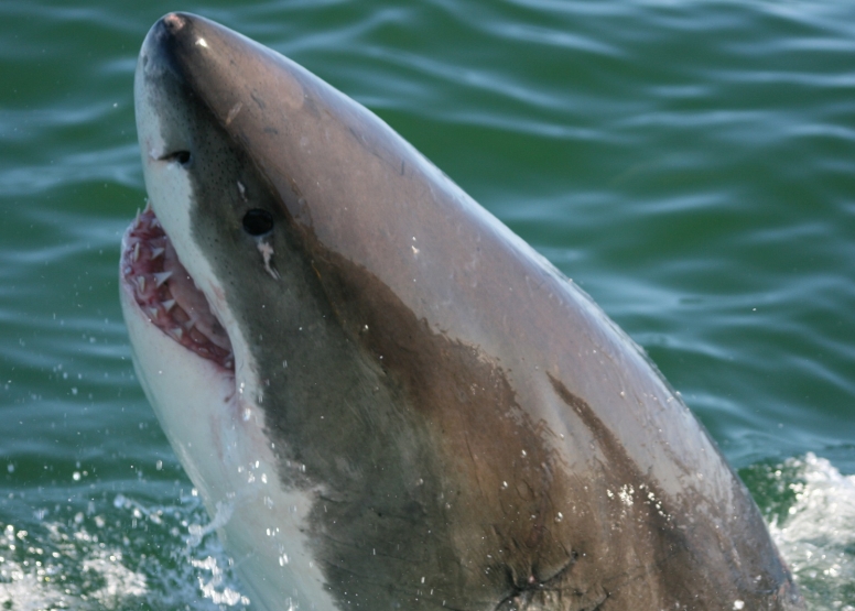 Shark Cage Diving in Gansbaai (White Shark Projects) image 1