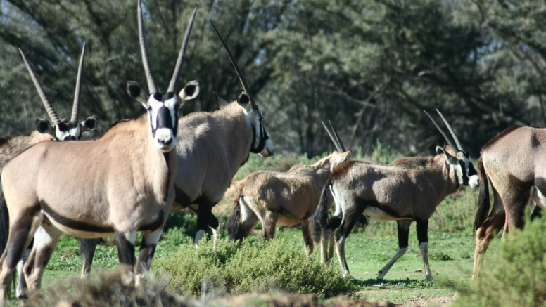 One Day Safari at Inverdoorn Safari Lodge & Game Reserve image 7