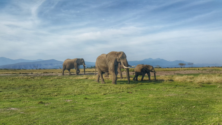 2 Hour Game Drive image 8