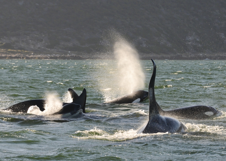 Cape Town Whale Watching Trip image 21