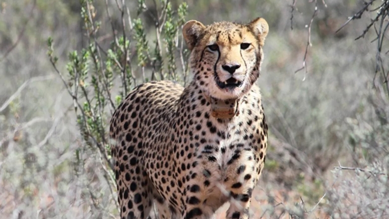 Free Roaming Cheetah Experience image 6