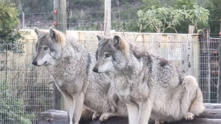 Tsitsikamma Wolf Sanctuary image 5