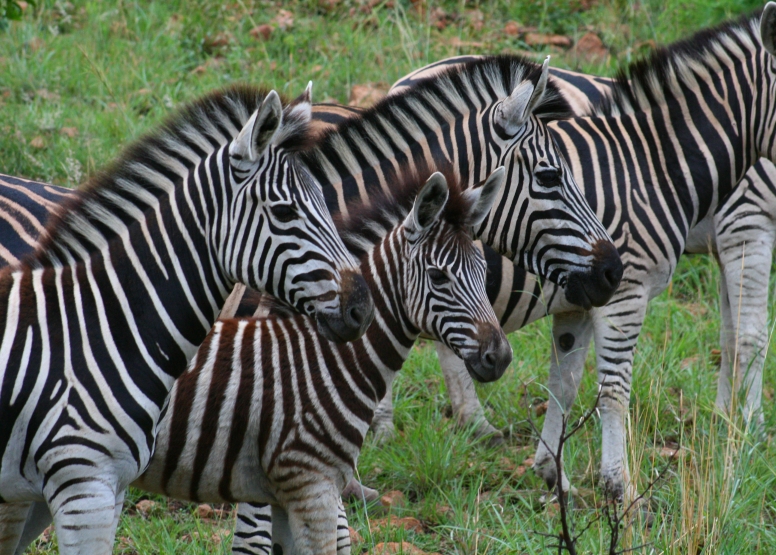 Scheduled Game Drive Sun City image 7