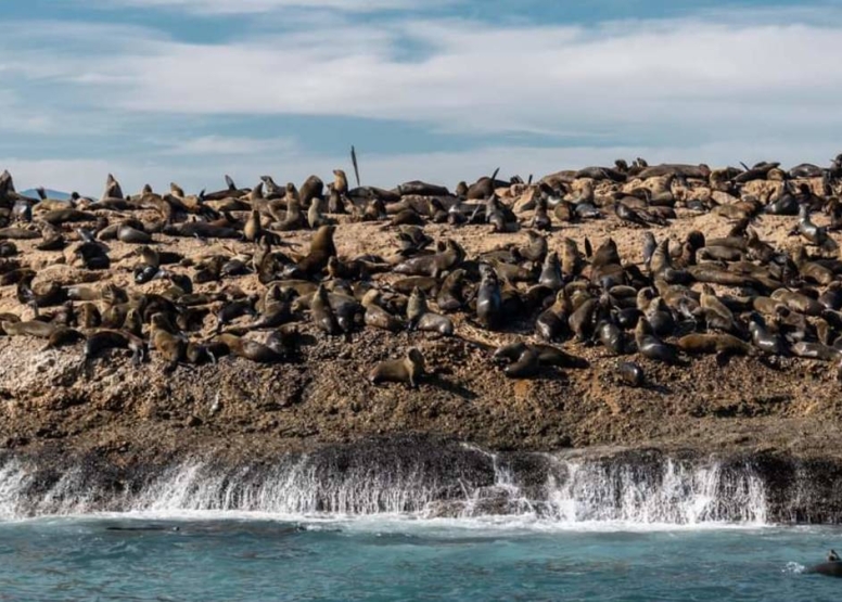 Aquamarine Seal Island Cruise image 3