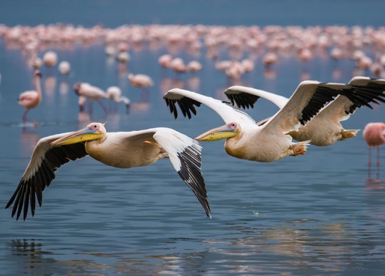 Mkuze River Bird Walk image 2