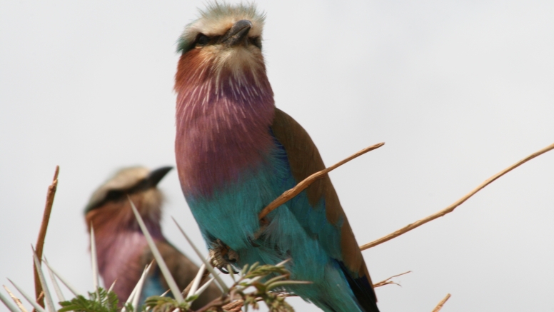 5 Day Discover The Kruger Park image 1