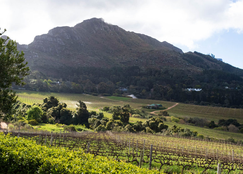 Full Day City & Winelands image 6