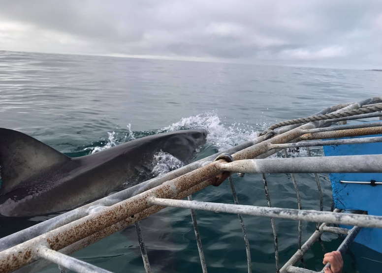 Shark Cage Diving Mossel Bay image 4