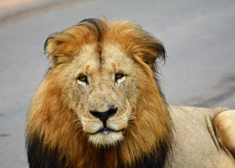 10 hr Kruger Game Drive image 1