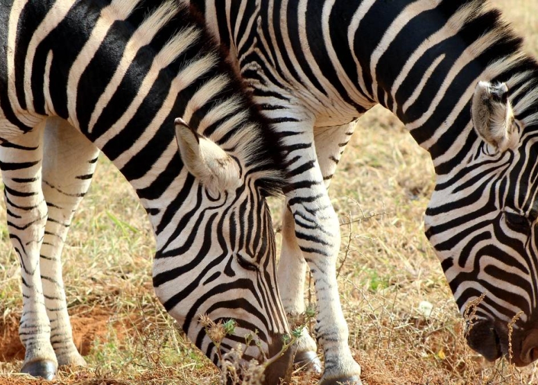 Addo Elephant Park Full Day Safari image 3