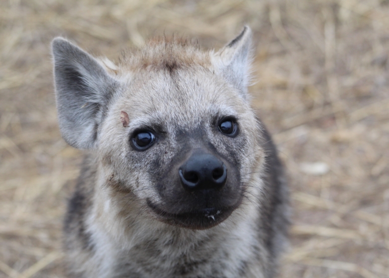 Exclusive Kruger National Park Full Day Safari with Brunch image 2