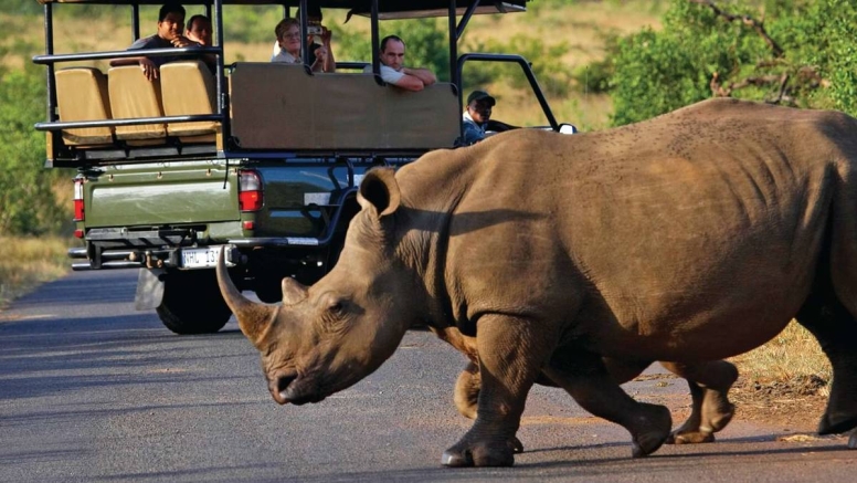 Afternoon Kruger Game Drive image 4