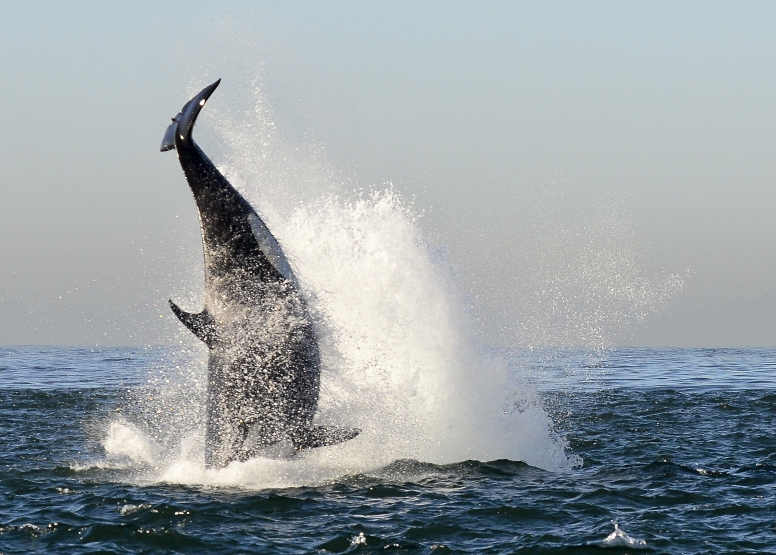 Cape Town Whale Watching Trip image 18