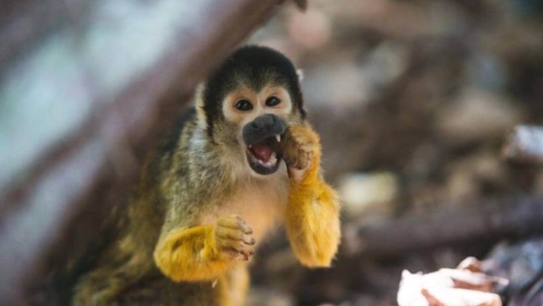 The Hidden Forest Wildlife Sanctuary image 2