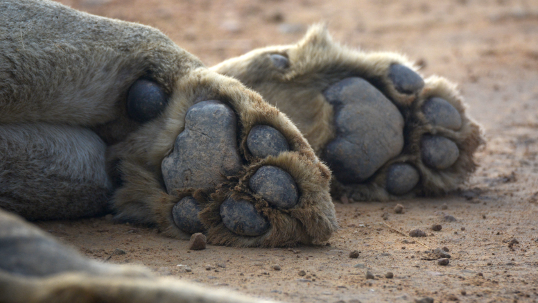 Exclusive Kruger National Park Full Day Safari with Brunch image 24
