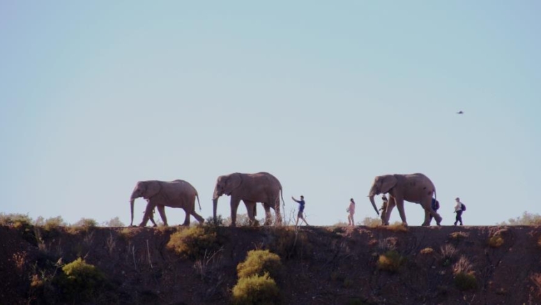 Elephant Experience image 3