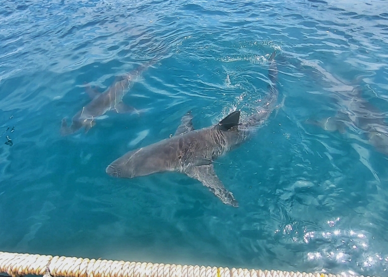 Gansbaai Shark Cage Diving Tour image 15