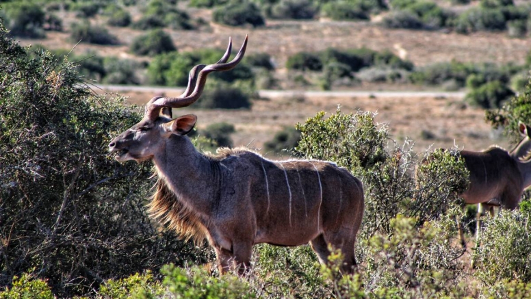 Addo Elephant Park Full Day Safari image 6