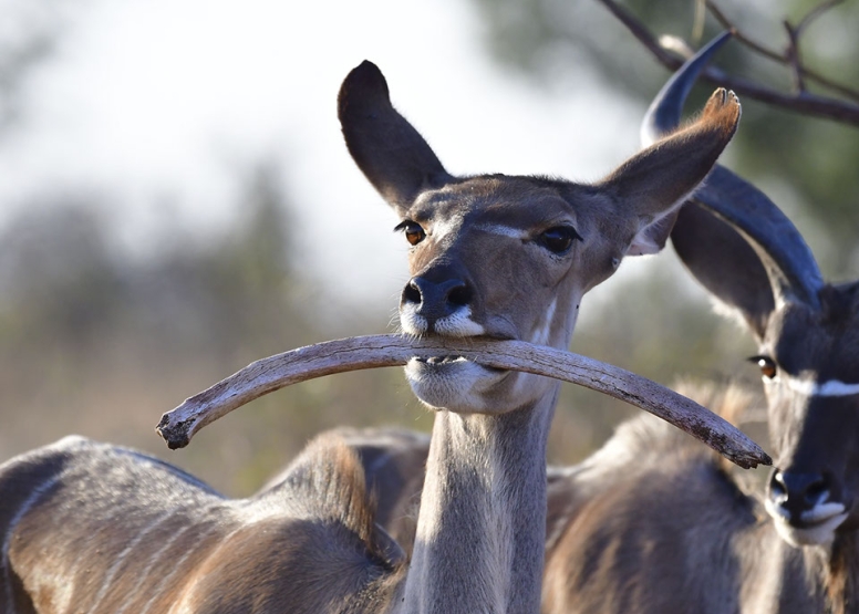 Wildlife Photography Workshop image 3