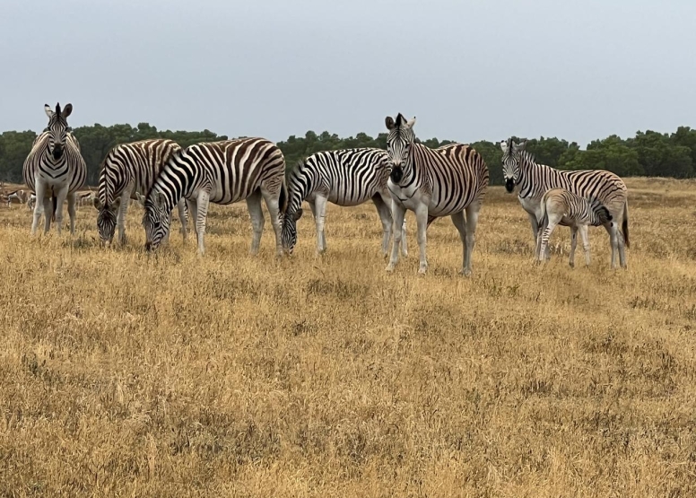 Safari & San Heritage Daytrip from Cape Town image 5