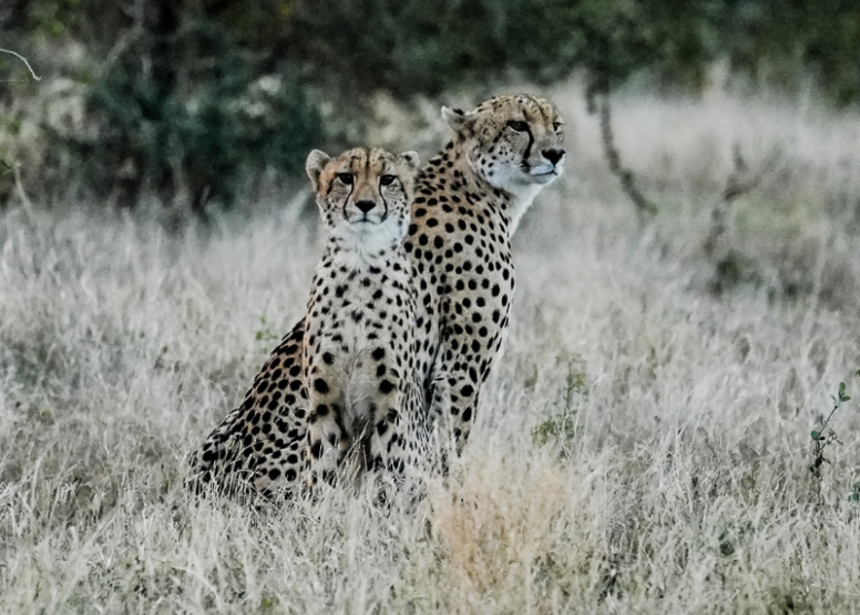 Full Day Kruger Safari image 2