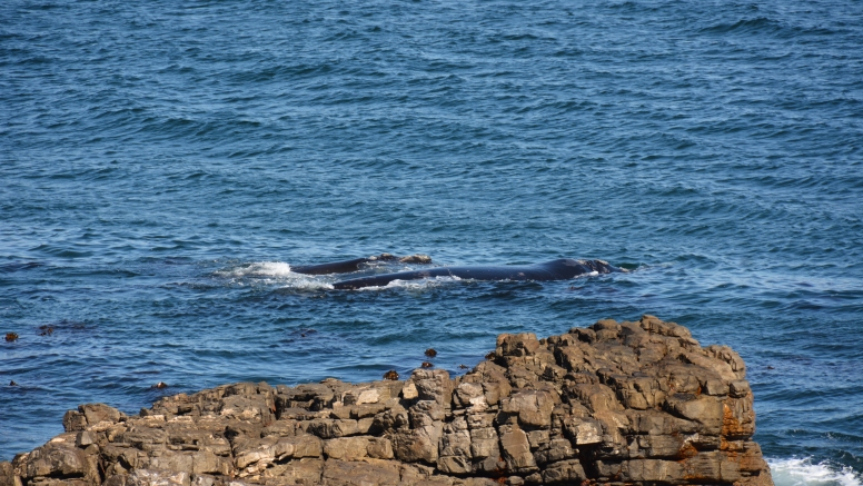 Hermanus Land Based Whale Watching Tour image 2