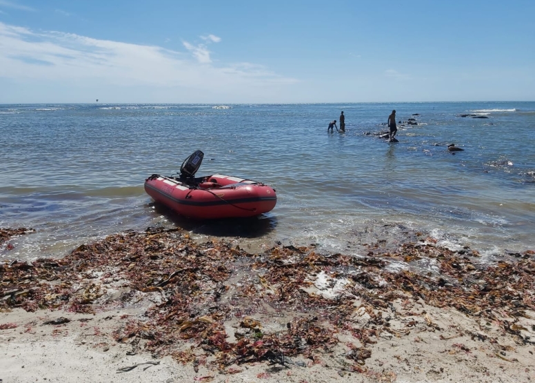 Half Day Cape Peninsula Marine Adventure image 2