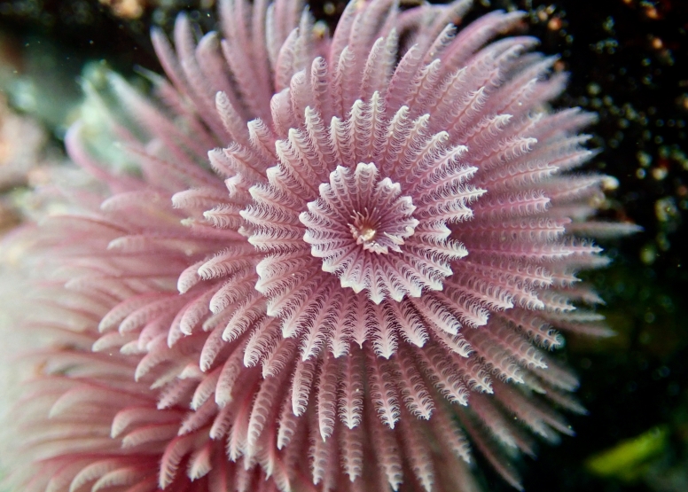 Snorkel Cape Town's Stunning Tidal Pools image 14