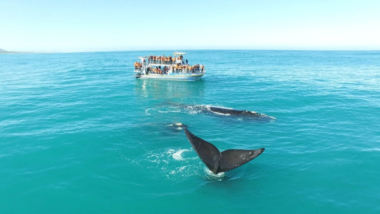 Marine Big 5 Tour Gansbaai with return transfer from Cape Town image 12