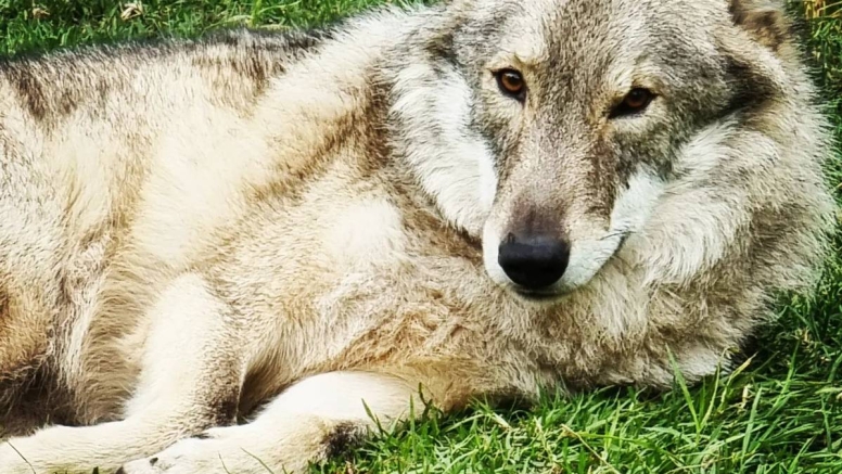 Tsitsikamma Wolf Sanctuary image 6