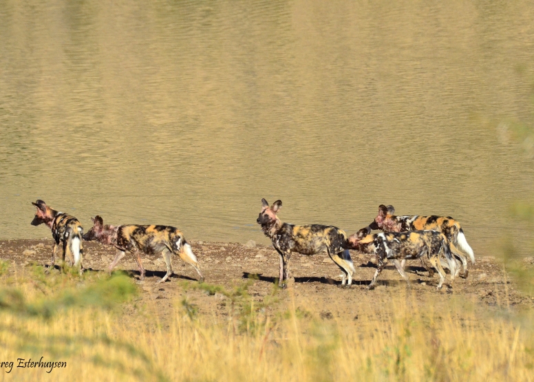 Game Drive Bakubung Gate SADC Citizen image 10