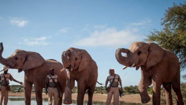 Elephant Observation and Experience image 1