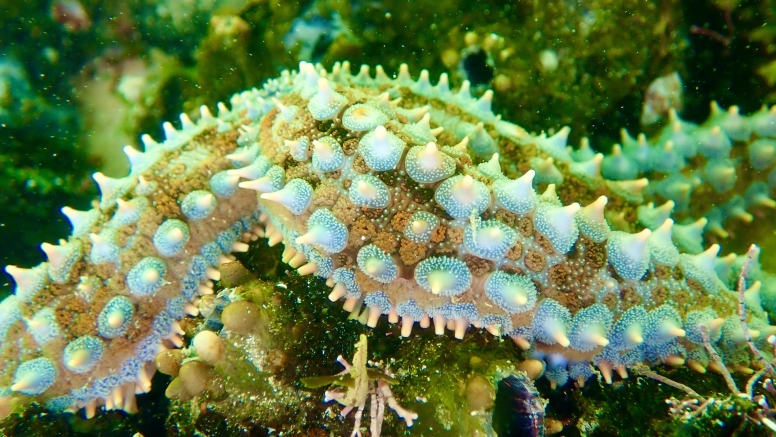 Snorkel Cape Town's Stunning Tidal Pools image 18