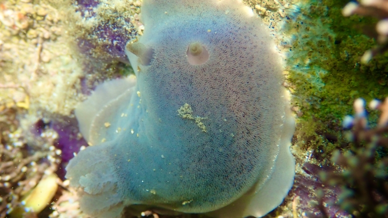 Snorkel Cape Town's Stunning Tidal Pools image 10