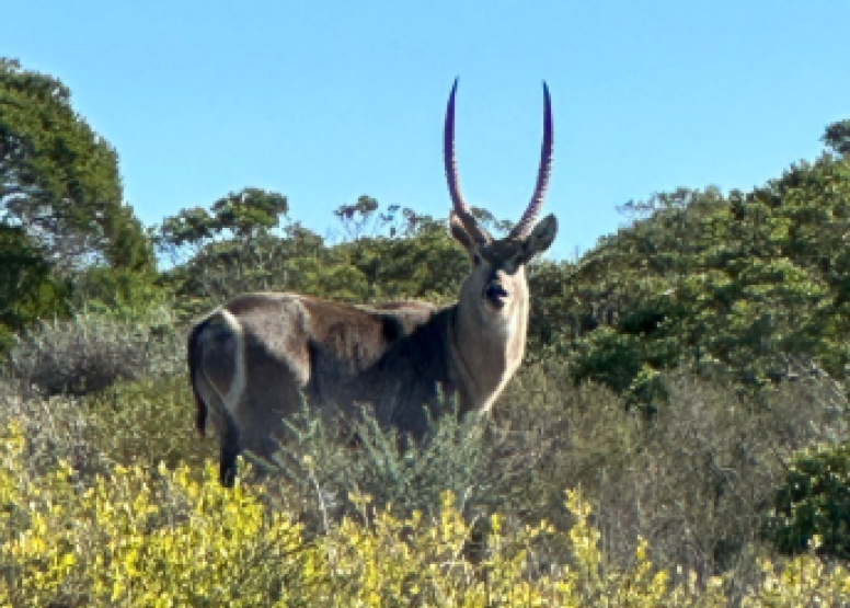 Safari & San Heritage Daytrip from Cape Town image 10