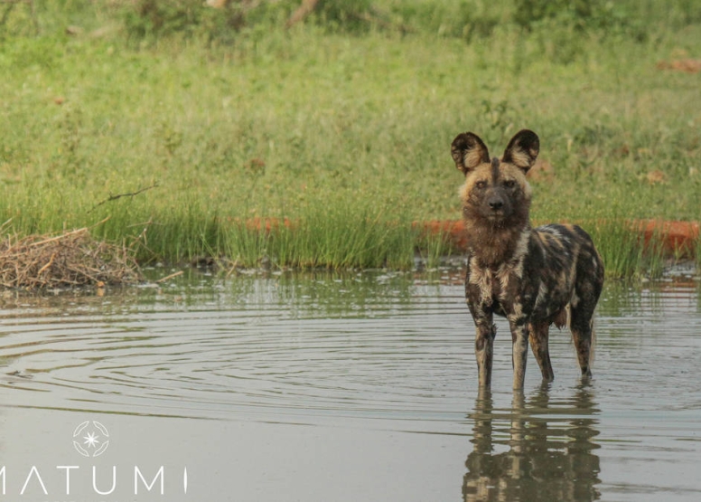 Big 5 Morning Safari image 1