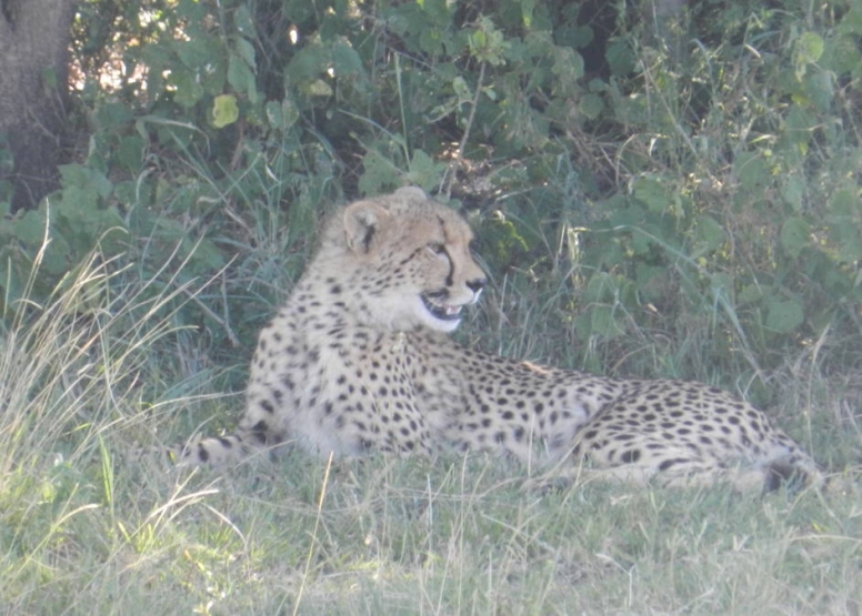 Big 5 Safari Hluhluwe-iMfolozi Park Private Tour Full Day image 1