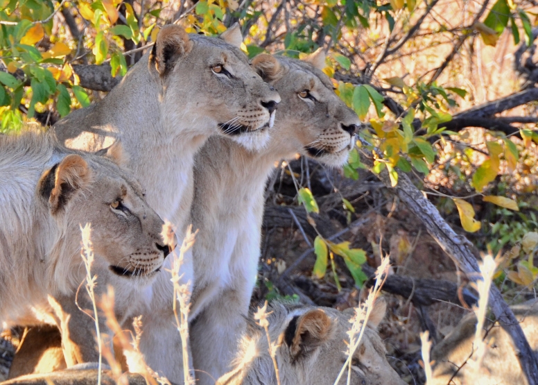 Scheduled Game Drive Sun City image 5