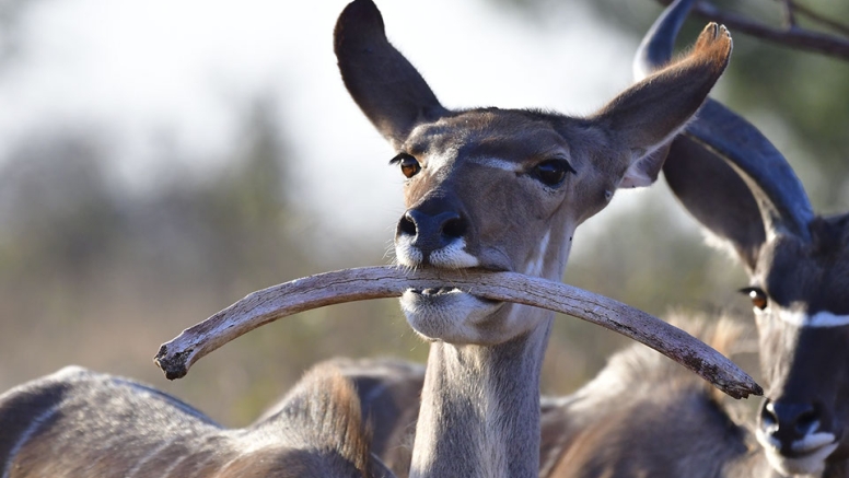 Wildlife Photography Workshop image 3