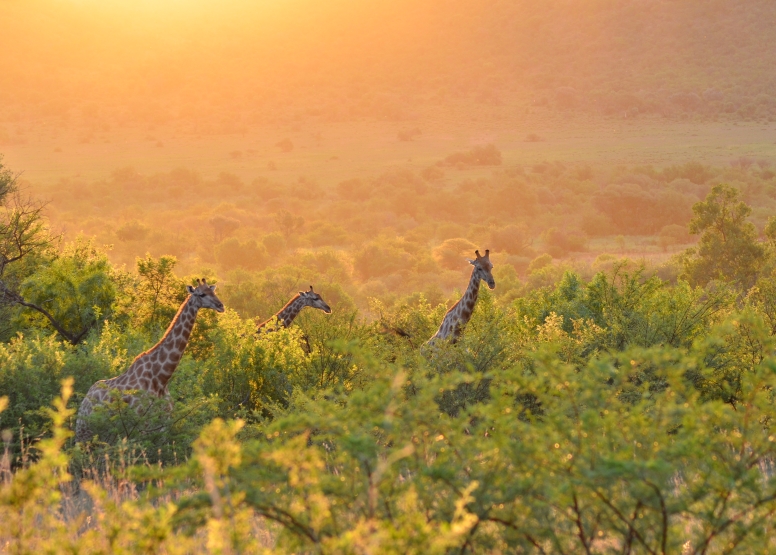 Game Drive SCHEDULED Bakubung Gate image 3