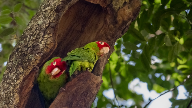 Monkeyland, Birds of Eden & Jukani image 5