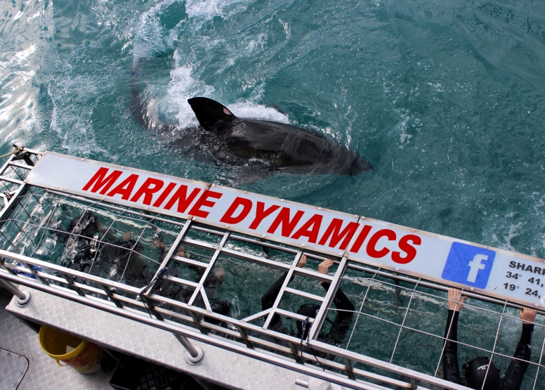 Shark Cage Diving Gansbaai with return transfer from Hermanus image 1