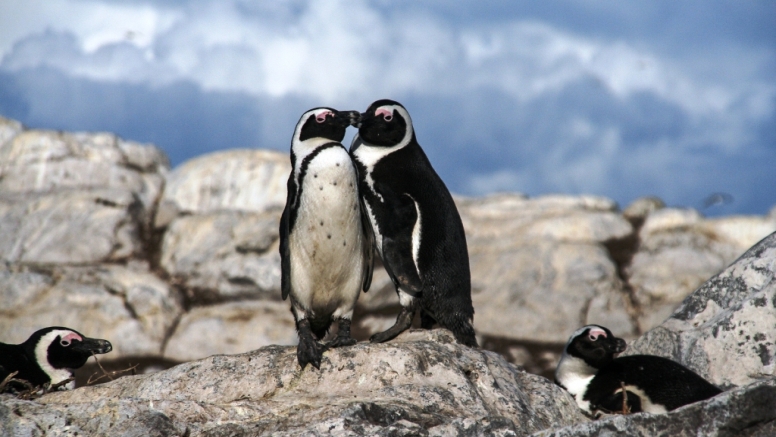 Marine Big 5 Tour Gansbaai image 11